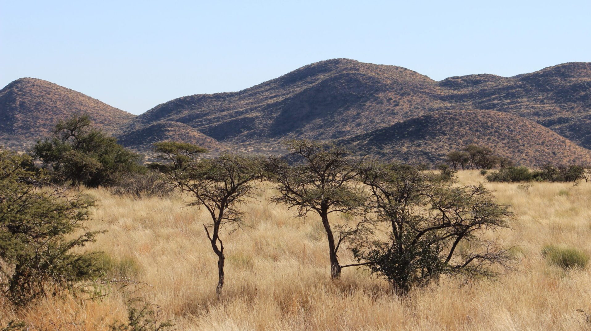 Kalahari landscape at Tswalu Kalahari Reserve